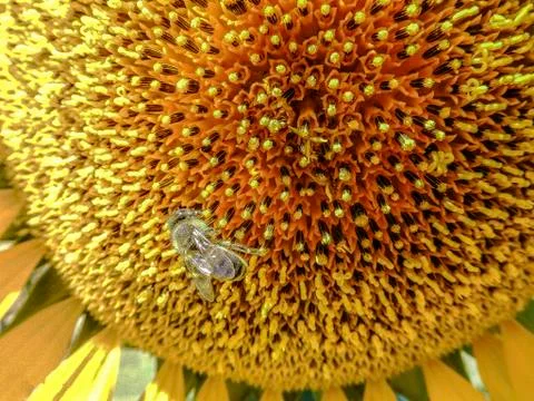 Girasole Stock Photos