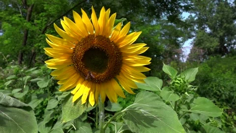 Girasole slow motion 스톡 동영상 197825558