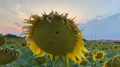 Girasoli Sunflowers Vimercate Sunset 2 Stock Footage 135186844