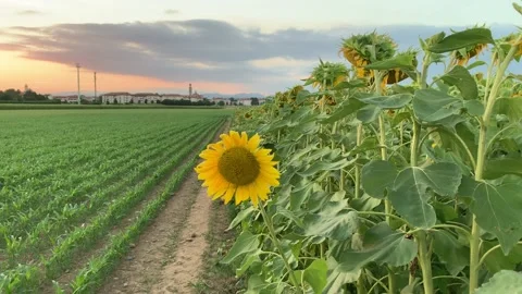 Girasoli Sunflowers Vimercate Sunset Stock Footage 135188088