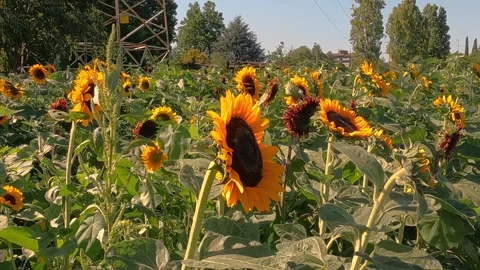Girasoli vimodrone Stock Footage 205486755