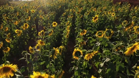 Girassois Stock Footage 138611580