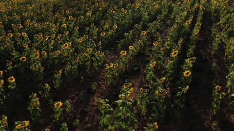 Girassois Stock Footage 138611581