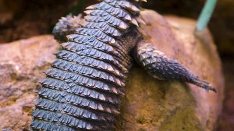 Girdled lizard close up Stock Footage 139223807