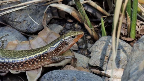 Girdled Lizard Madagascar 1 Video stock 103167591