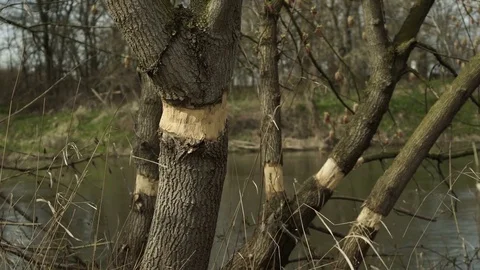 Girdling To Kill Tree With River Background Stock Footage 73937050