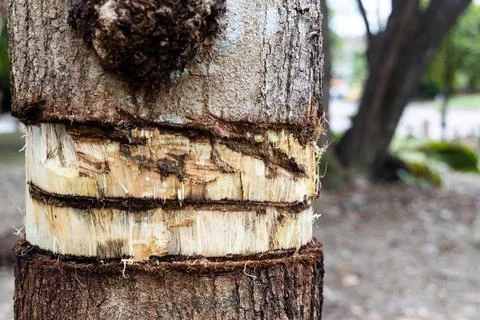 Girdling tree trunk bark will kill the tree with nutrients prevented from Foto stock