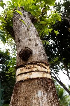 Girdling tree trunk bark will kill the tree with nutrients prevented from Stock Photos