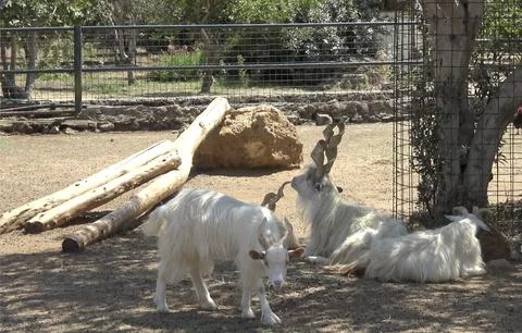 Girgentana goats Stock Photos