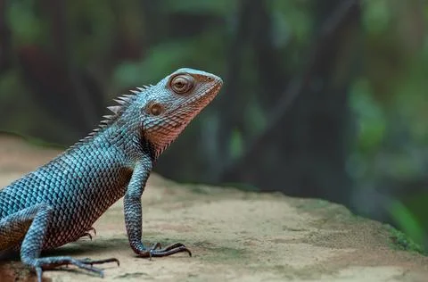 Girgit an Indian garden lizard, common garden lizard Oriental garden lizard.. Stock Photos