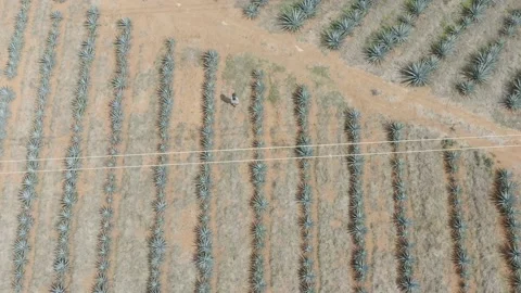 Girl on Agave fields - Drone Stock Footage 136713379