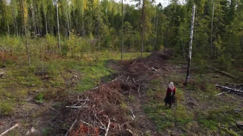 The girl and the cut down forest Stock Footage 223486953
