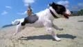 Girl and Dog Running on a Beach. Slow Motion HD Footage