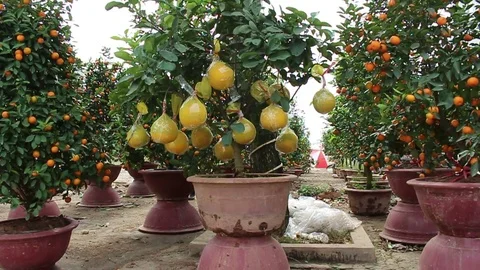 Girl and fruit tree Stock Footage 72983008