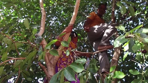 Girl and Man plucking Java plums from tree in the rural village Stock Footage 77654729