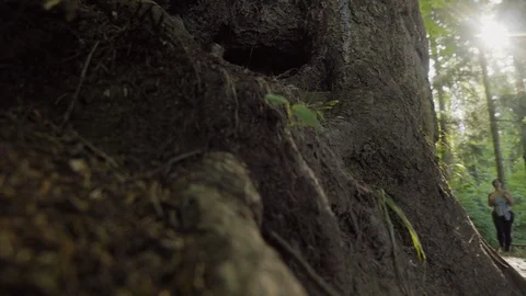 Girl with a backpack walking in the woods Vídeo Stock 89599429