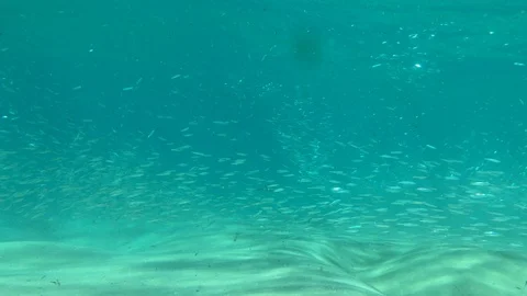 Girl in bikini diving through a school of fish 動画素材 127631365