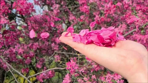 The girl blows petals Stock Footage 155293128