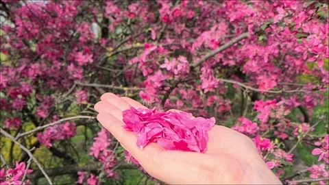 The girl blows petals 動画素材 155293129