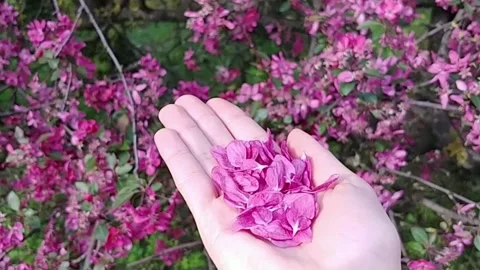 The girl blows petals Stock Footage 155293151