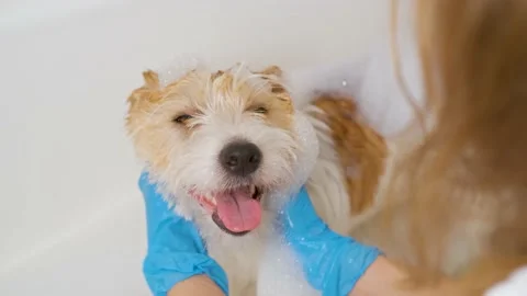 A girl in blue gloves washes a dog in a white tub of water Stock Footage 171753680