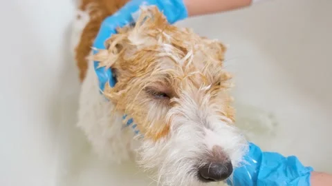 A girl in blue gloves washes a dog in a white tub of water Stock Footage 171755152