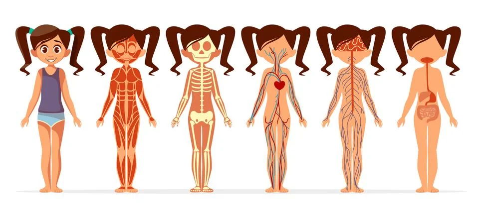 Girl body anatomy vector cartoon illustration of female muscular, skeletal Stock Illustration