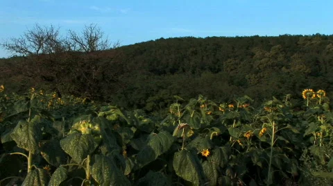 Girl With A Bouquet Of Sunflowers Stock Footage