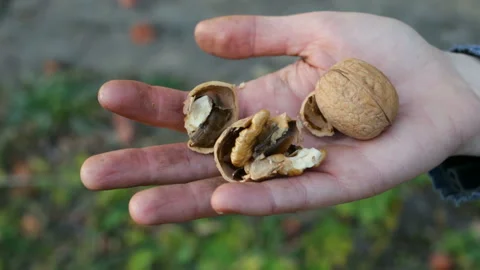 Girl breaks hands hard walnut shell. The woman shows the fragments of a nut on t Stock Footage 97293353