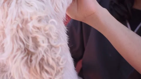 Girl brushes the dog's head while holding its muzzle Stock Footage 136615833
