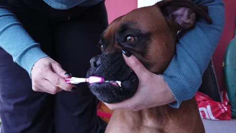 Girl brushing teeth of the boxer dog with a special brush for animals Stock Footage