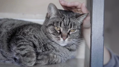 Girl caressing cute cat on the stairs, slog 2 Stock Footage 122341253