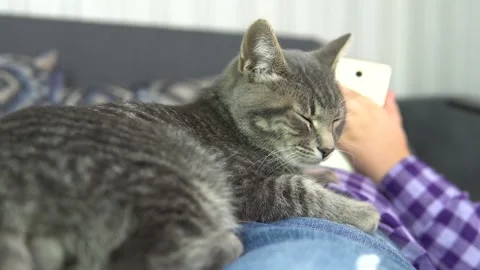 Girl with a cat Stock Footage 238775787
