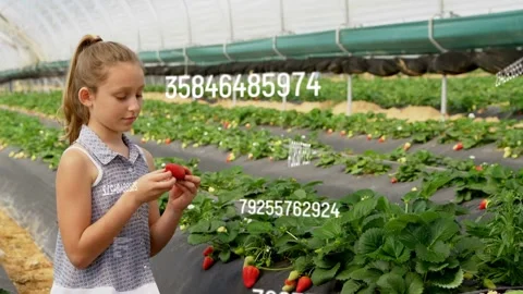 Girl checking strawberry in agtech, activating floating data over rows and girl, Stock Footage 334266940