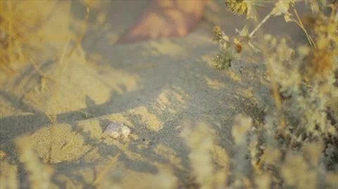 Girl collects shells Stock Footage 10843788