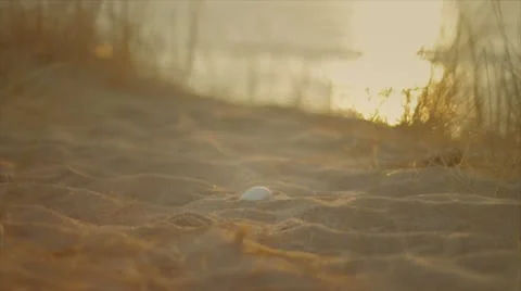Girl collects shells Stock Footage 10843811
