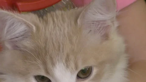 Girl combing cat Stock Footage 72682981