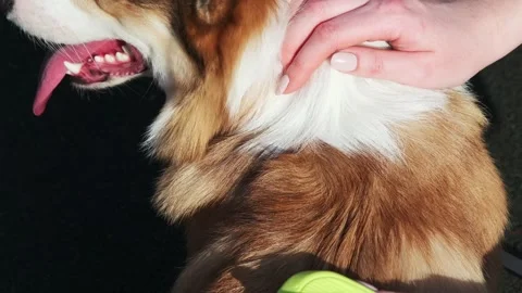 Girl combs a red and white Welsh Corgi Pembroke with a green silicone brush in t Stock Footage 306487853