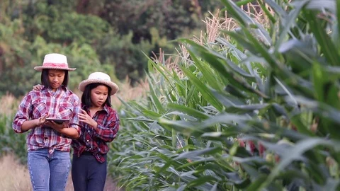 Girl in the corn field 05 스톡 동영상 106496375