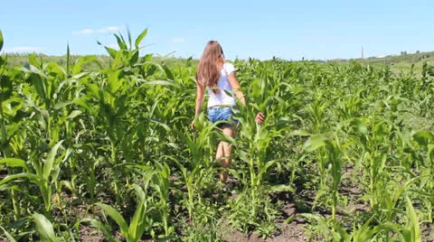 Girl in the corn field Stock Footage 26348469