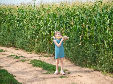 A girl eats a corn cob next to a field of corn. Stock Photos