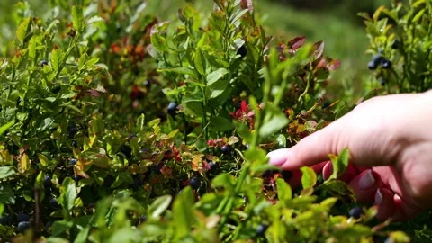 A girl eats wild berries Stock Footage 247367732