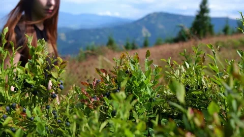 A girl eats wild berries Video stock 247367749