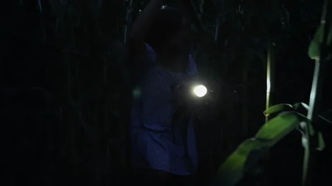 Girl exploring cornfield at night with flashlight Stock Footage 317238981