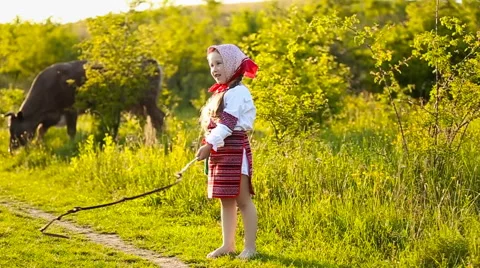 Girl feedeth cows Stock Footage 63817651