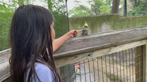 Girl Feeding Bird Stock Footage