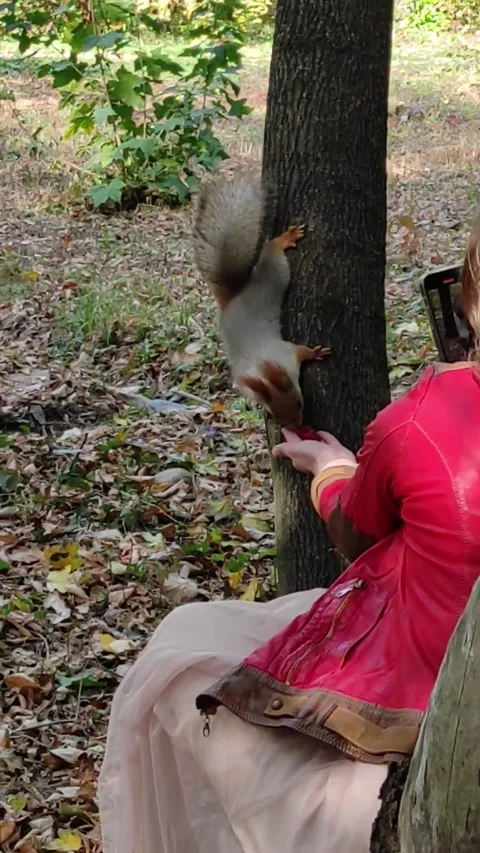 Girl feeding a squirrel Stock Footage 288110498