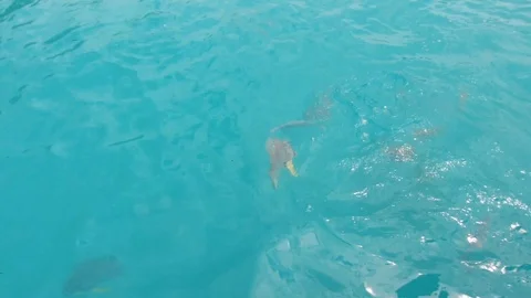 The girl feeds the fish with bread. Stock Footage 101874896