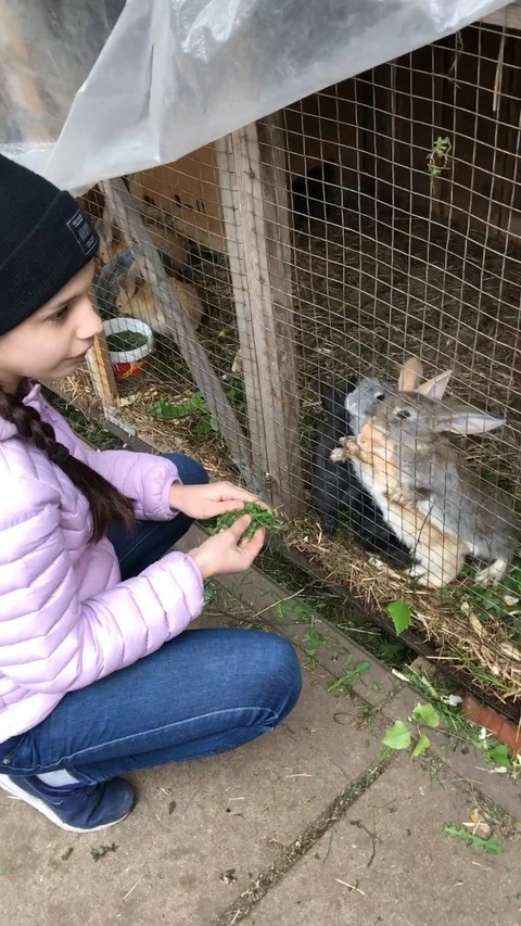 Girl feeds rabbit grass Stock Footage 118538467