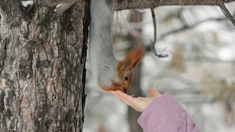 Girl feeds a squirrel with nuts at winter park. Vídeos de archivo 144518370